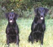 Teal and Stormy of Storm's Ahead Kennels.