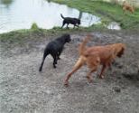 Kennel boarding dogs at play.