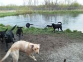 Boarding dogs at play.