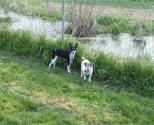 Storm's Ahead Kennels kennel boarding friends.