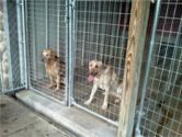 Kennel stalls at Storm's Ahead Kennels.