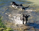 Playing in the pond