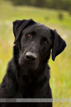 labrador retrievers