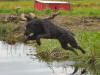 Storm's Ahead Kennels female labrador retriever, Attil.