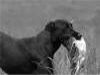 Storm's Ahead Kennels female Atti.