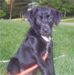 Atti as a puppy.