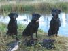 Teal and pups.