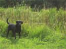 Storm's Ahead Kennels, Stormy.