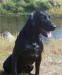 Storm's Ahead Kennels male lab, Zap.