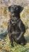 Storm's Ahead Kennels male labrador retriever, Zap.
