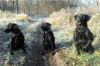 Storm's Ahead Kennels gund dogs.