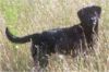 Storm's Ahead Kennels hunting dog, Teal.