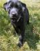Black Labrador Retriever puppy.
