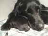 Storm's Ahead Kennels female Atti with pups.