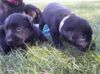 Labrador retriever puppy pictures.