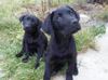 Storm's Ahead Kennels female puppies.
