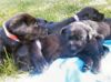 puppy photos