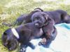 Previous litter photos
