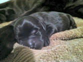 Newborn labrador retriever puppies at Storm's Ahead Kennels.