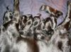 Day old puppies.