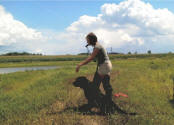 Upland and waterfowl gun dog training.
