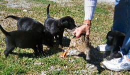 Puppy training courses with Janet Pelfresne.