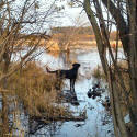 Storm's Ahead Kennels Basic Gun Dog training.